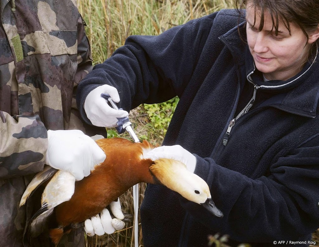Frankrijk begint met grootschalige vaccinatiecampagne voor eenden