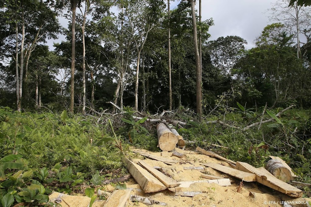 Honderd landen willen tegen 2030 ontbossing stoppen