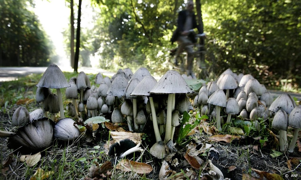 KNNV: blijf af van wilde planten en paddenstoelen