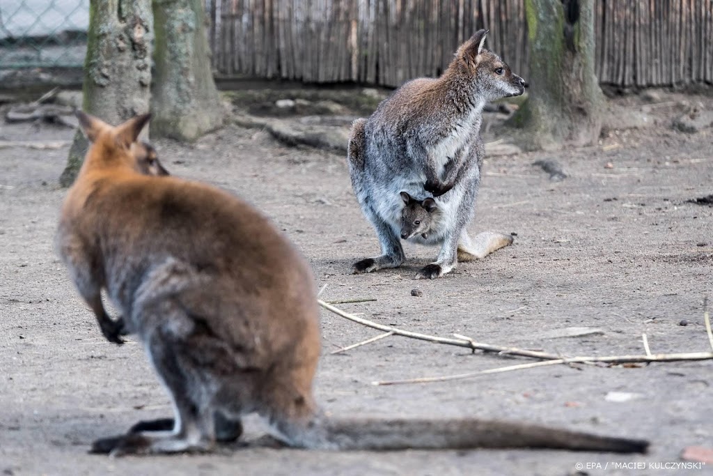 Brand bedreigt toeristisch Kangaroo Island