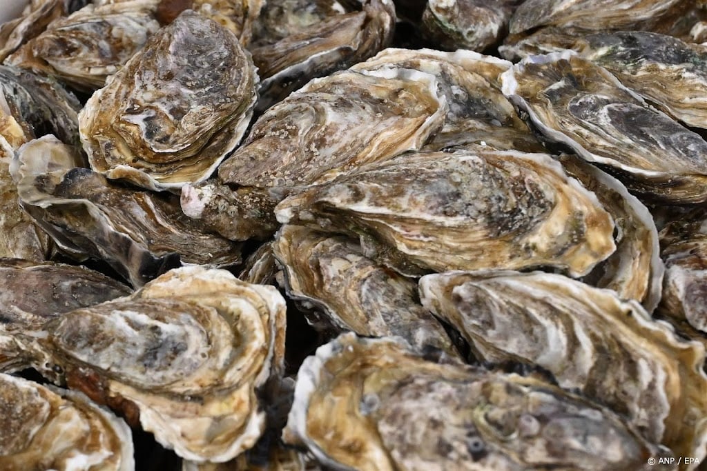 Franse oesterkwekers vrezen miljoenenverlies door norovirus