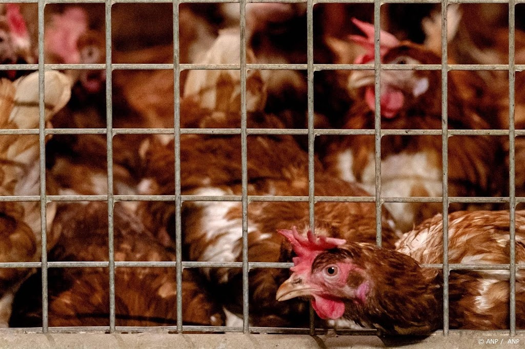 Animal Rights: nu al meer dieren dood door stalbrand dan in 2023