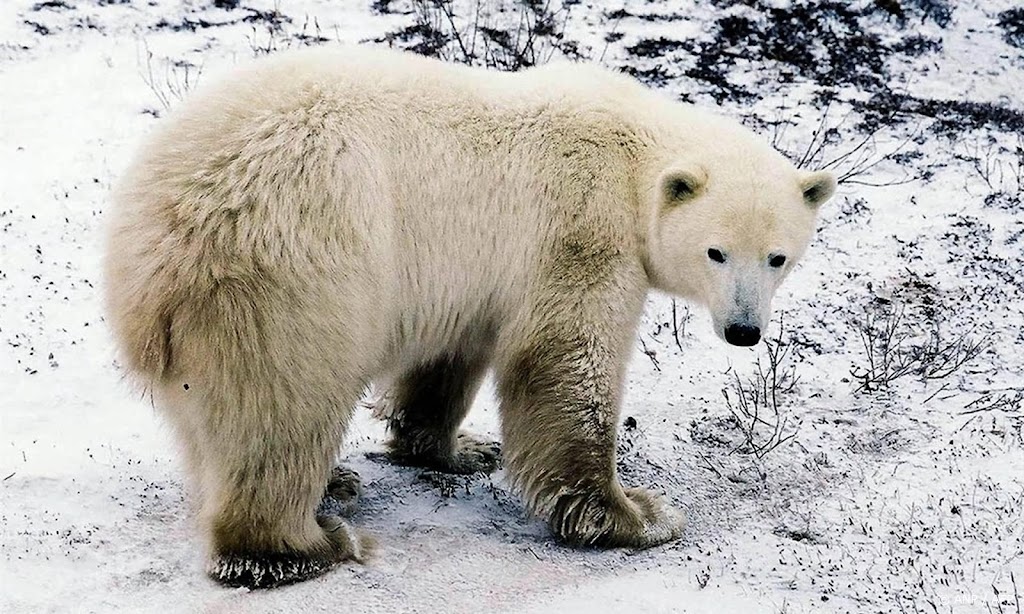 IJsbeer in Alaska blijkt aan vogelgriep gestorven