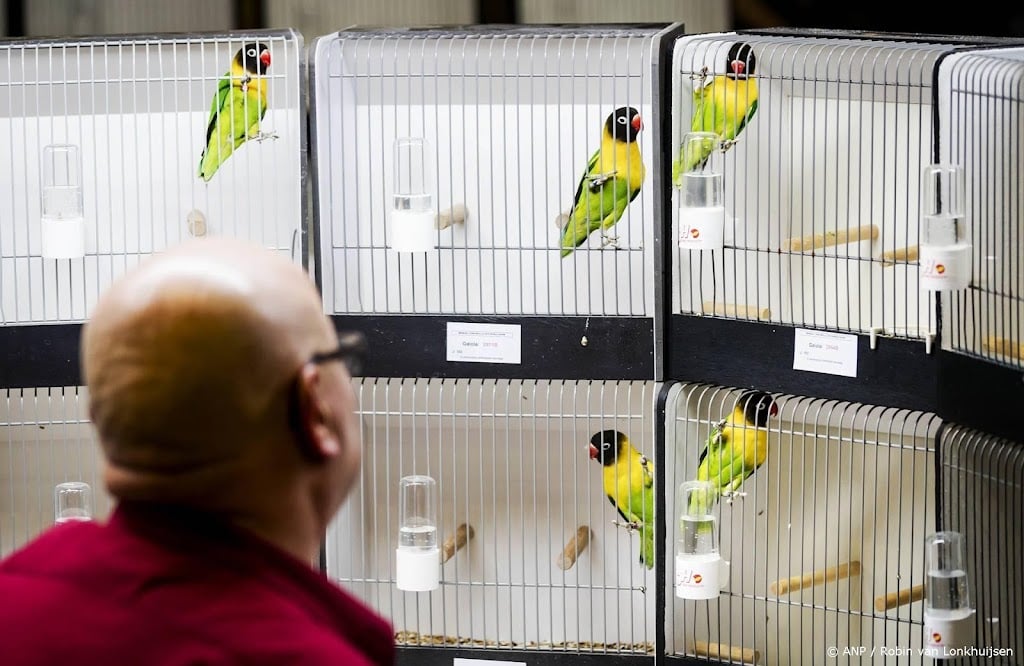Zangvogeltentoonstellingen mogen weer, ondanks vogelgriep