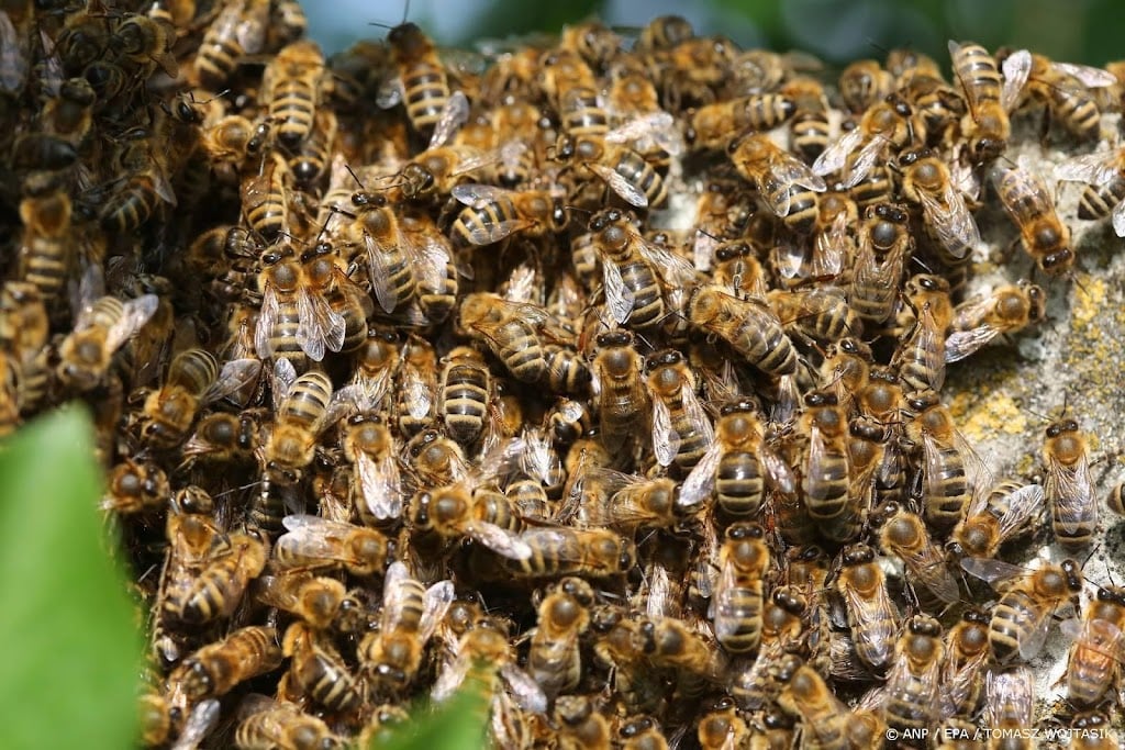 Ruim 150 gewonden bij massale aanval bijen op processie in Panama