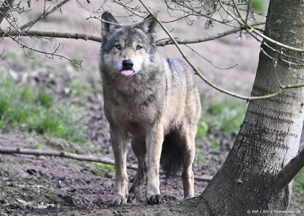 Vergunning Gelderland voor gebruik paintballgeweer tegen wolf