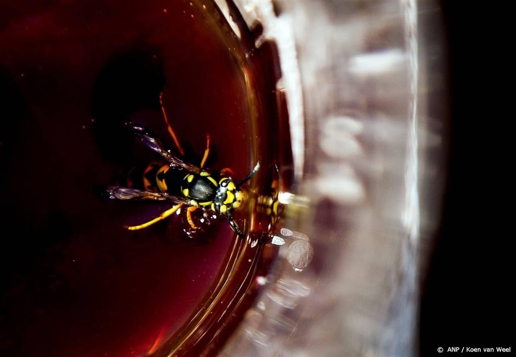 'Limonadewesp' weer meest getelde wespensoort