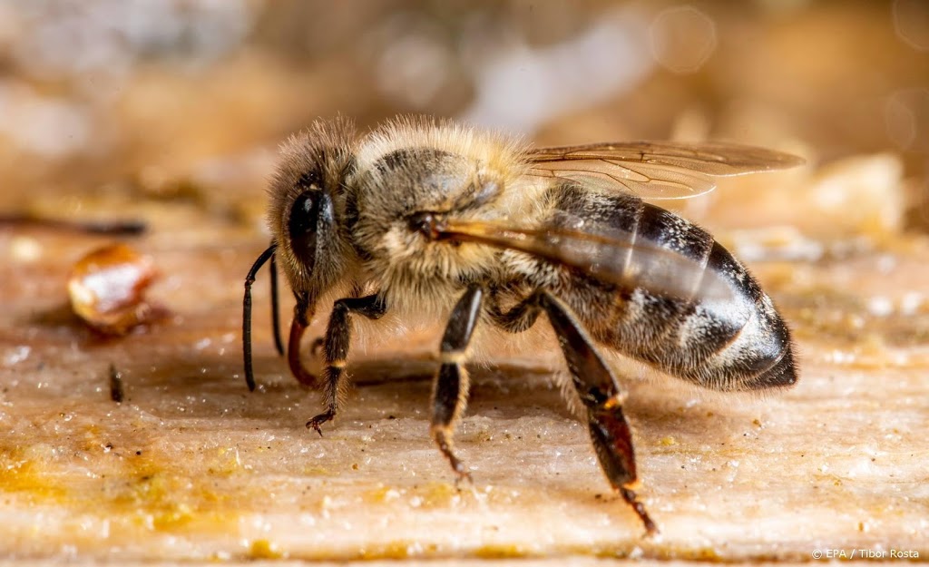 Vlinderstichting: niet alleen aandacht voor honingbij