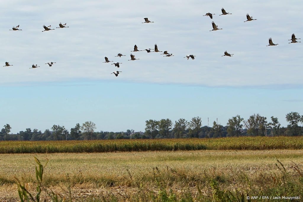 Half miljoen trekvogels geteld in Nederland bij Euro Birdwatch