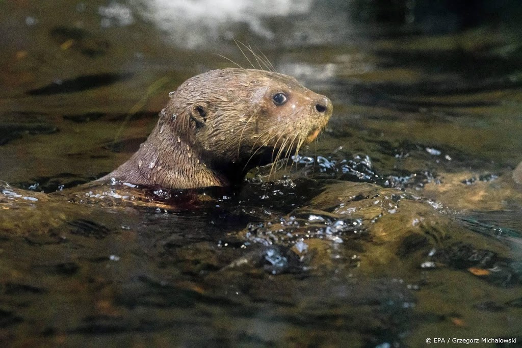 Otter, bever en zeehond doen het goed in Nederland