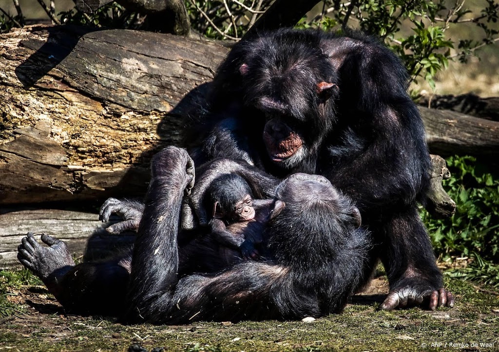 'Verdoven van chimpansees had te lang geduurd'