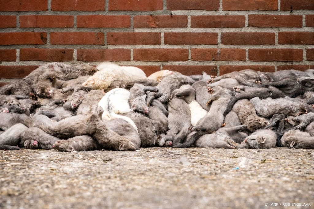 Kamer wil importverbod van bont van pelsdieren om coronavirus