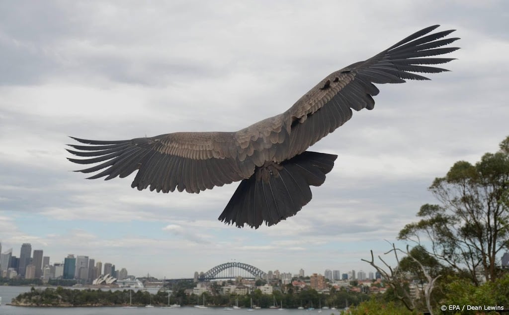 Condor blijkt in staat tot aseksuele reproductie