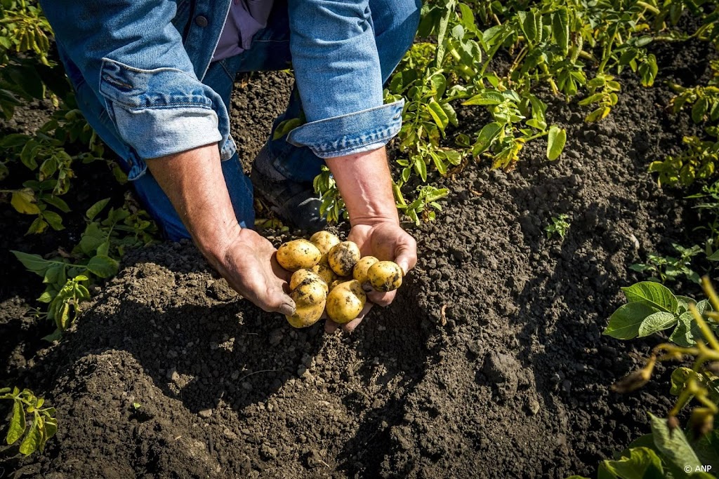 Groente- en fruitoogst nog redelijk na zorgen door nat voorjaar