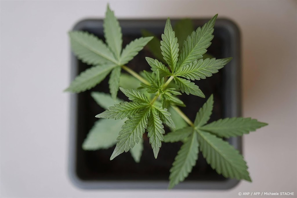 Duitse kwekersvereniging deelt eerste cannabis uit aan leden