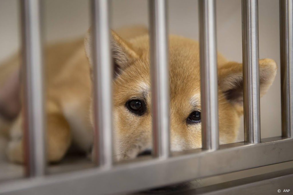 Dierenwelzijnsorganisatie: honderden dieren puppyhandelaar zoek