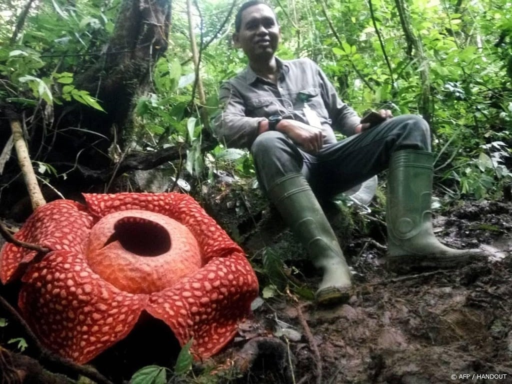 Grootste bloem ter wereld gemeten op Sumatra