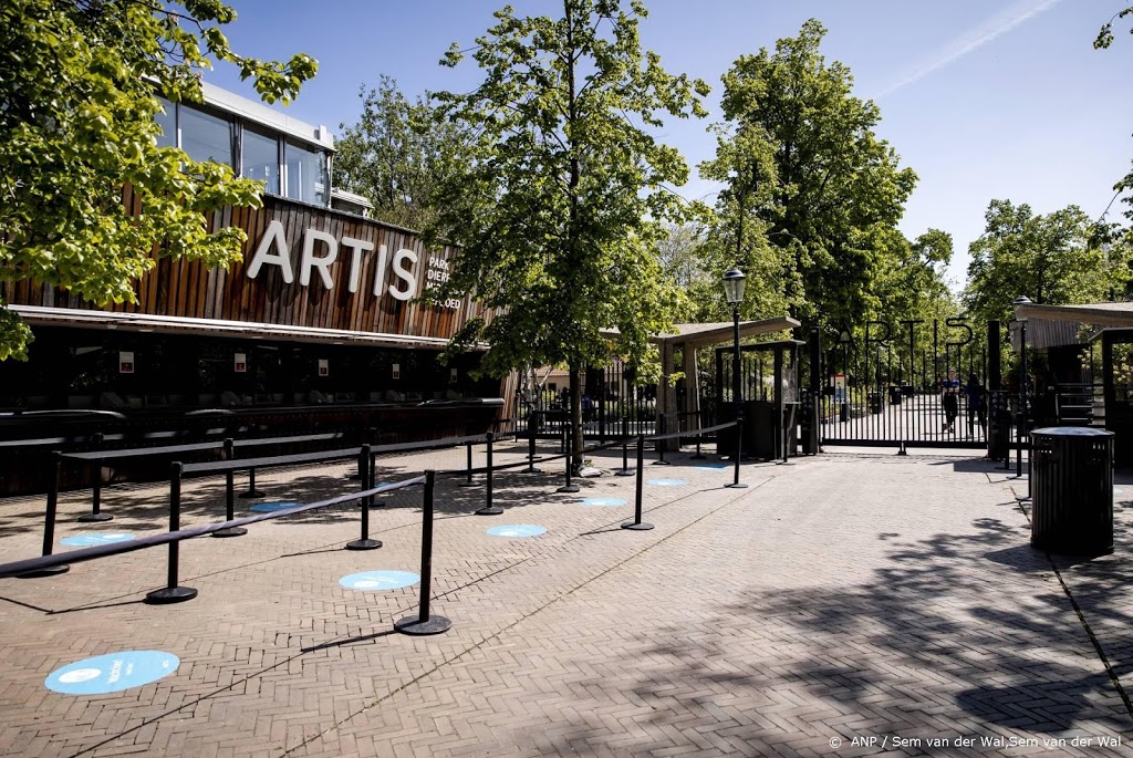 Leeuwen uit Artis toch niet naar Frankrijk