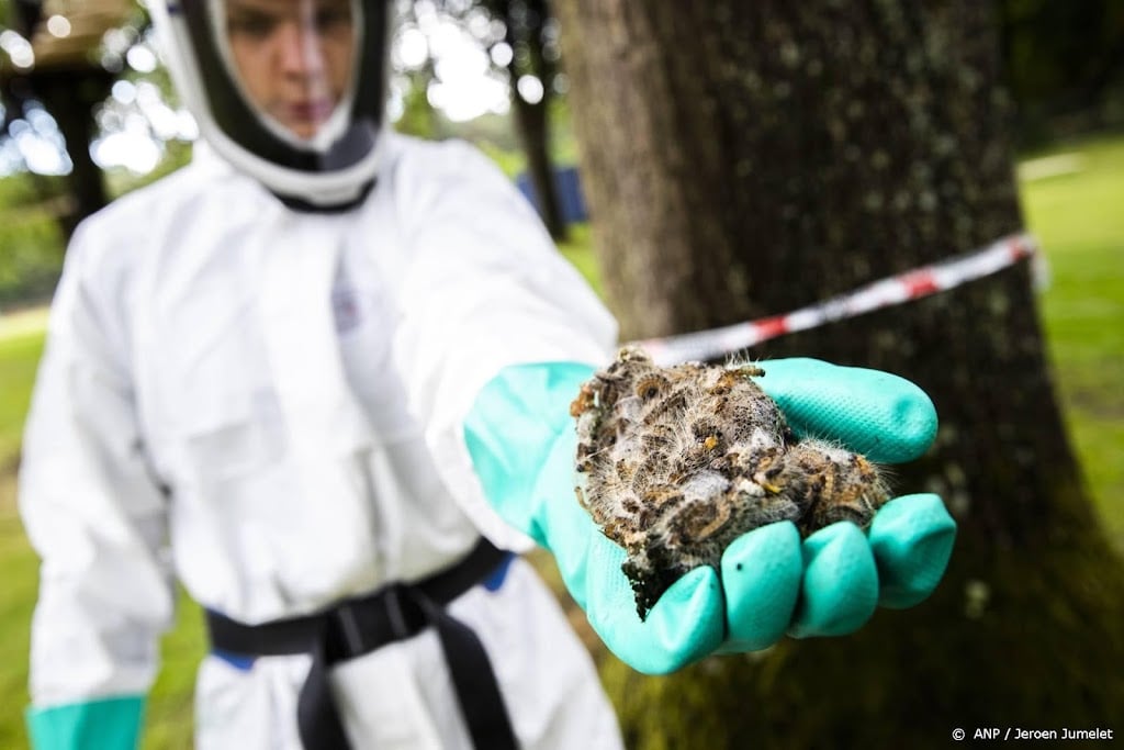 Ook in 2021 kregen huisartsen minder klachten eikenprocessierups