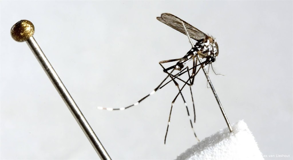 Vaccin tegen dengue komt in Nederland beschikbaar