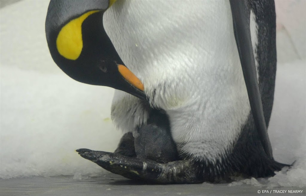 Australië kondigt nationaal park op zee aan met omvang van Spanje