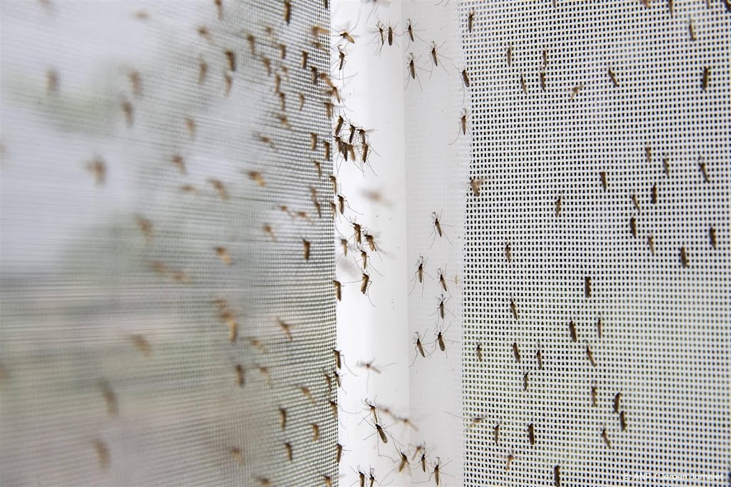 Zomer wordt naar verwachting 'muggenrijk' 