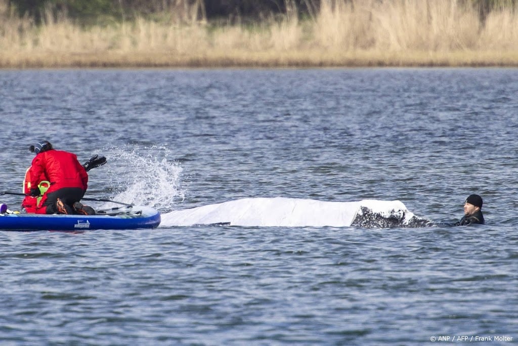 Karkas Timmy blijft mogelijk langer op eiland