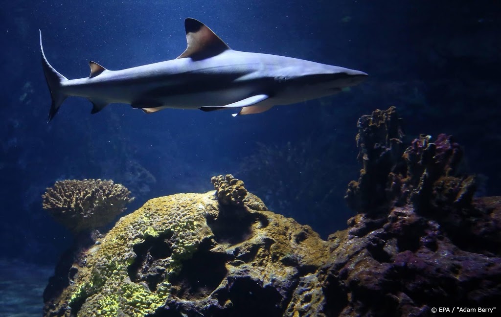 Haai doodt duiker voor Australische kust