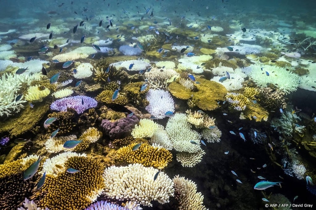 Great Barrier Reef toch niet op lijst bedreigd werelderfgoed