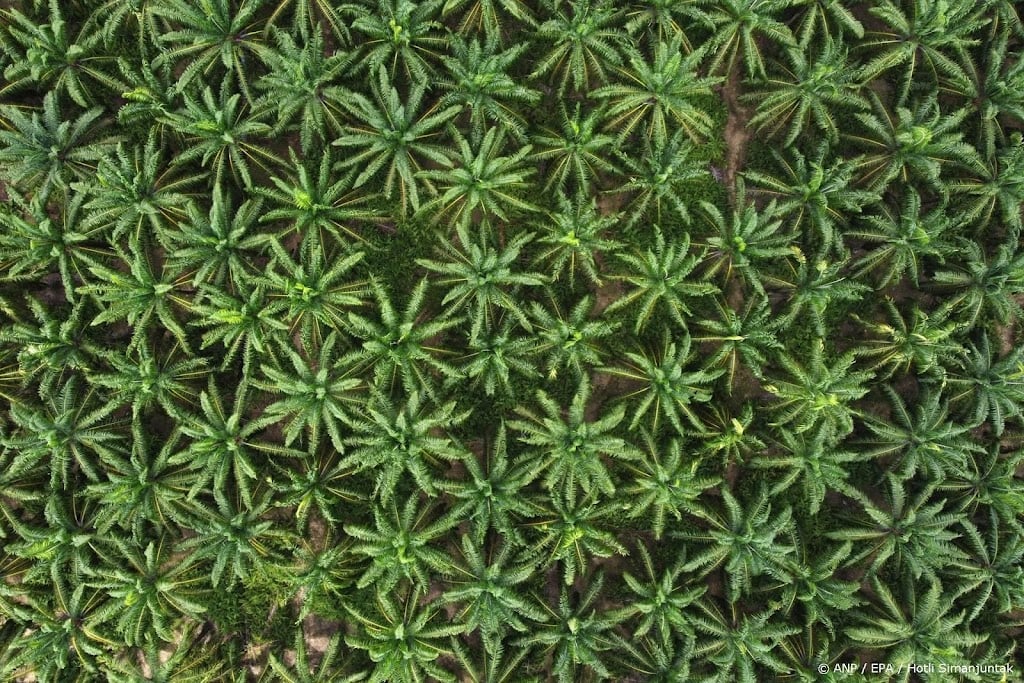 Brazilië zet in op palmolie voor 'groene' vliegtuigbrandstof