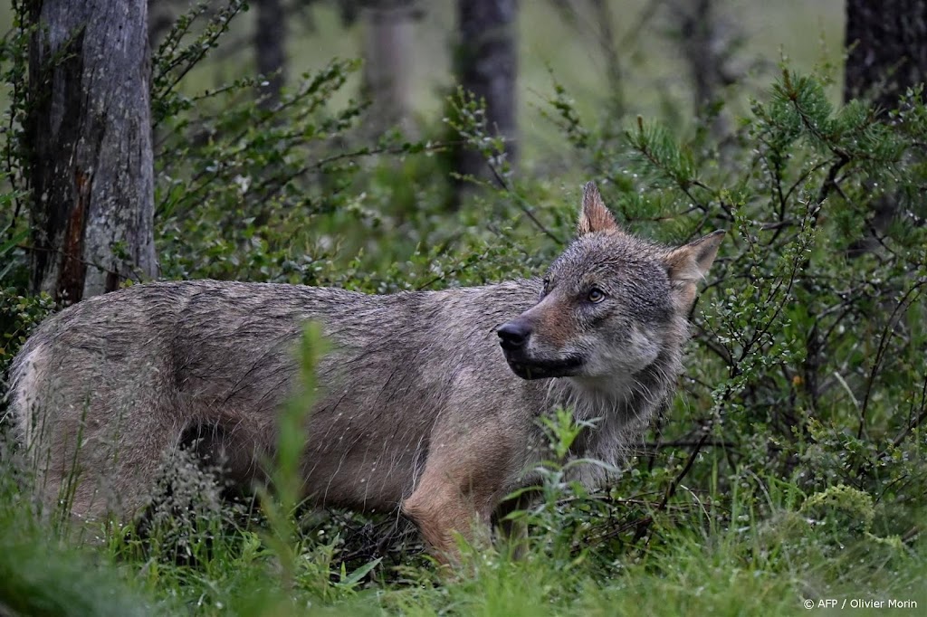 Europese Commissie denkt erover wolf minder strikt te beschermen 