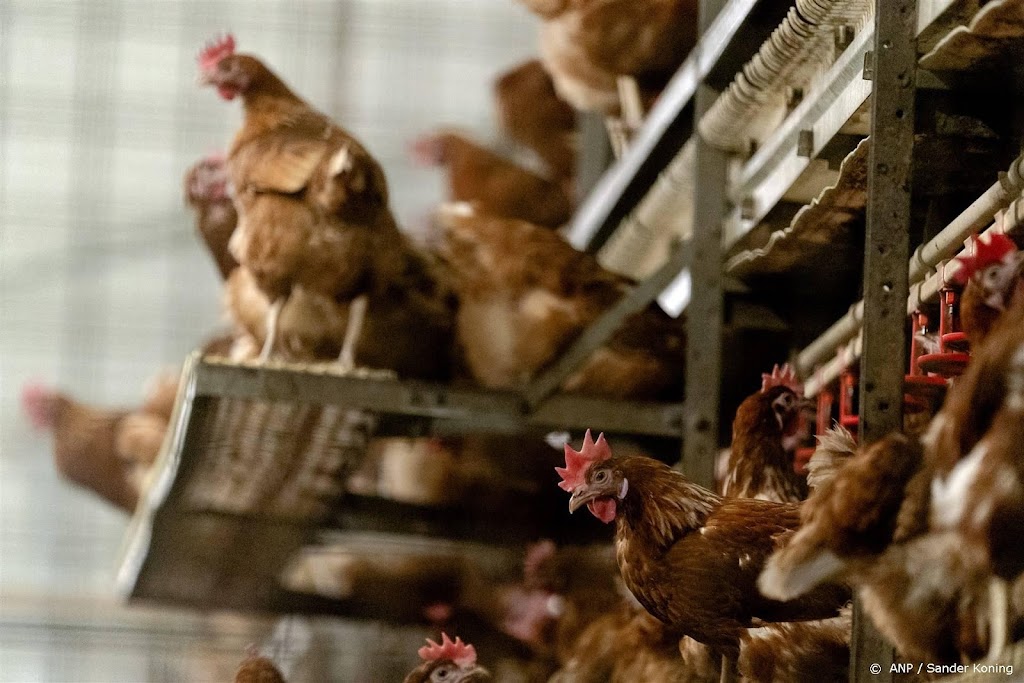 Kabinet laat minder bedrijven ruimen bij uitbraak vogelgriep
