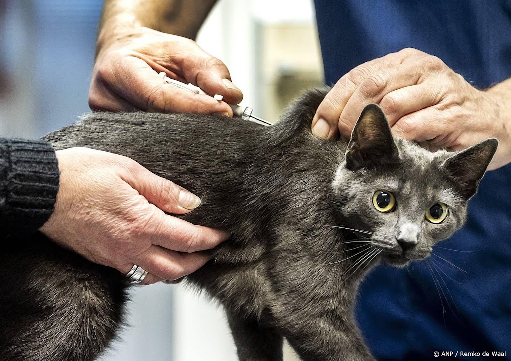 ACM gaat onderzoek doen naar marktwerking dierenartsenbranche