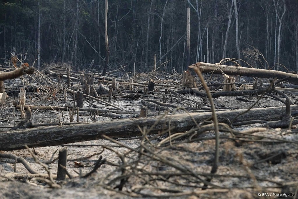 Brazilië presenteert plan tegen illegale ontbossing Amazonegebied