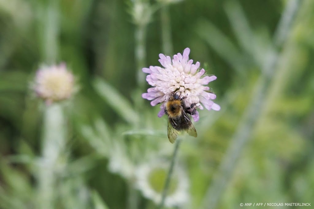 Organisaties dagen gemeenten uit: maak de stad insectvriendelijk