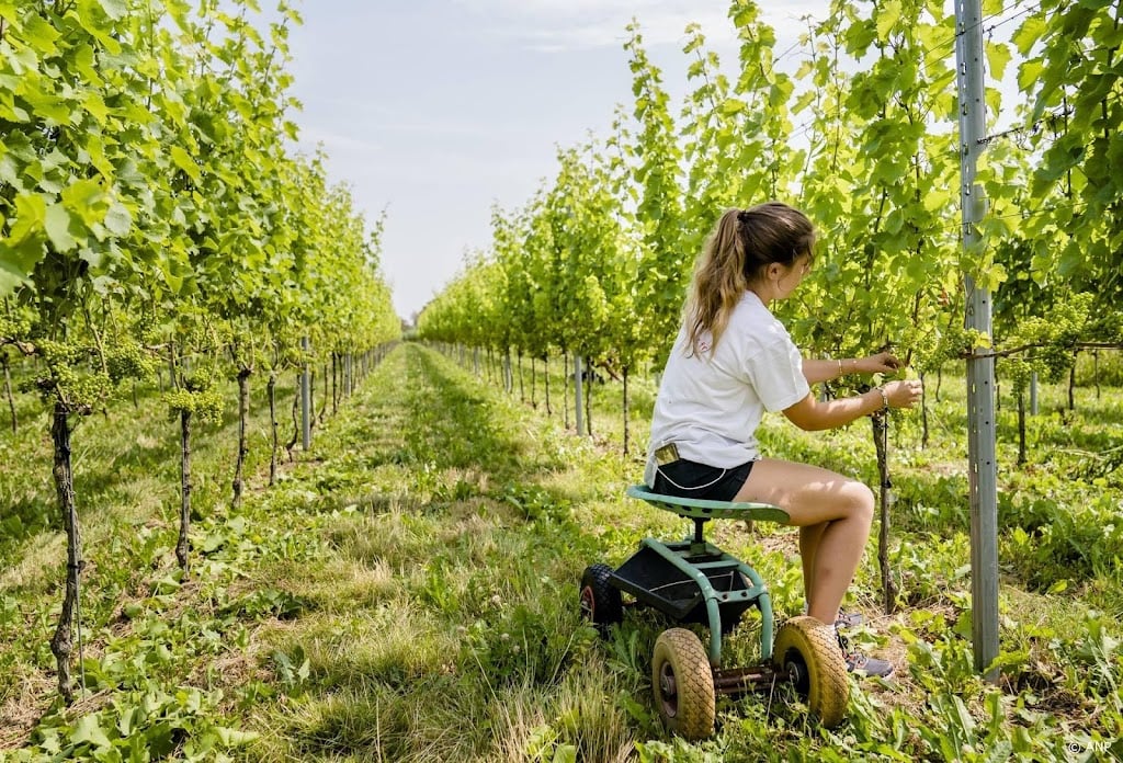 Bijna recordaantal flessen wijn geproduceerd in Nederland