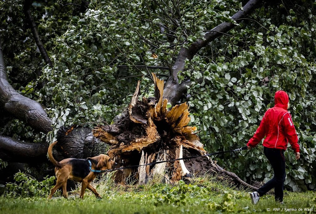 Staatsbosbeheer adviseert weg te blijven uit bos met stormschade