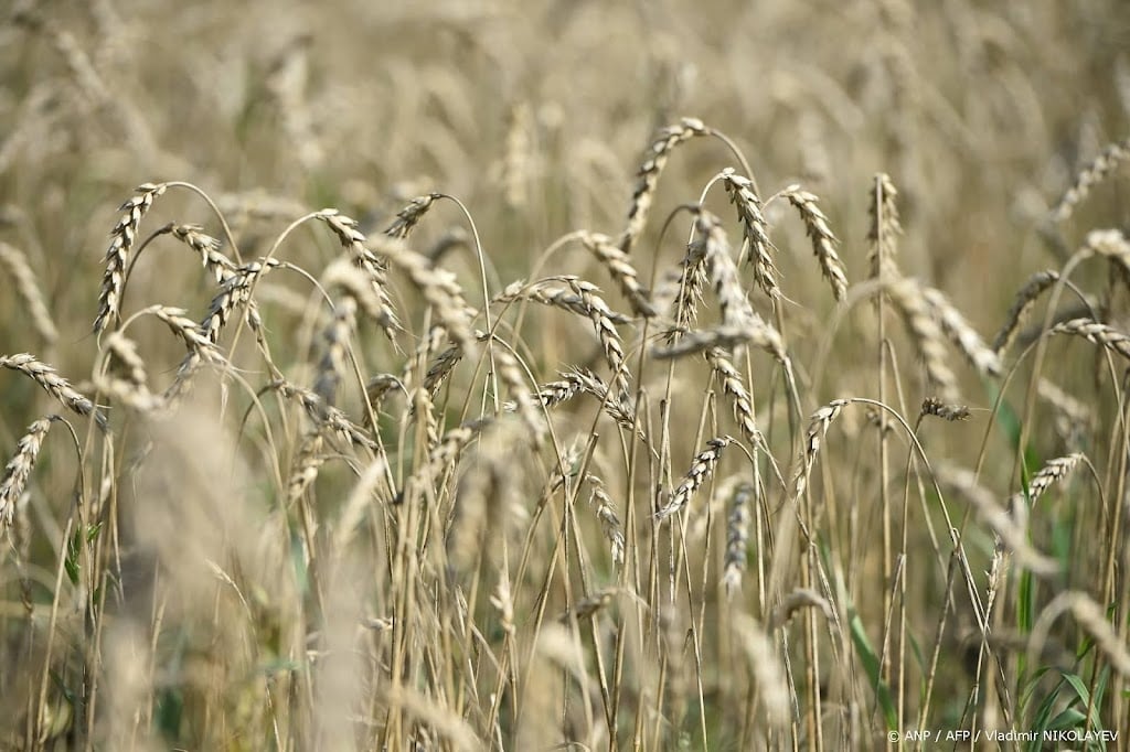 Rusland schrapt heffing tarwe om ingezakte export te stimuleren
