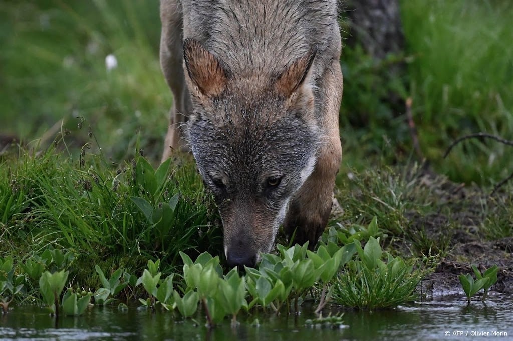 Twee mannen gearresteerd na het doden van een wolf in Hongarije