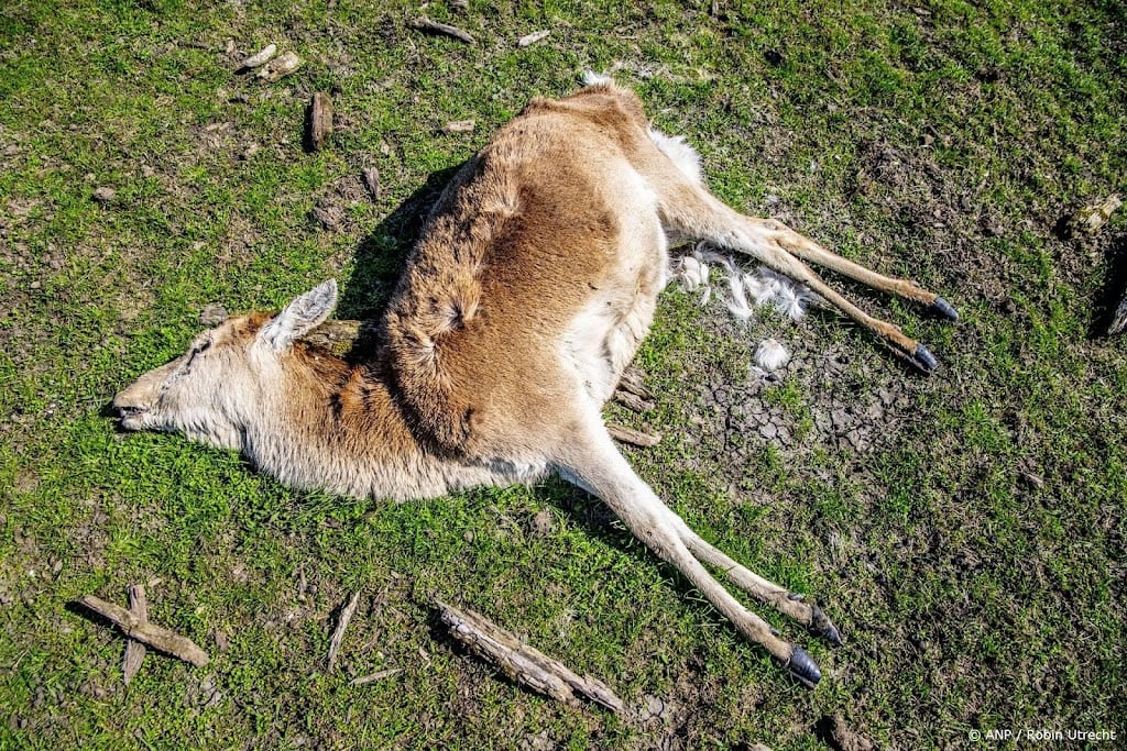Flevoland mag van rechter edelherten in Oostvaardersplassen doden