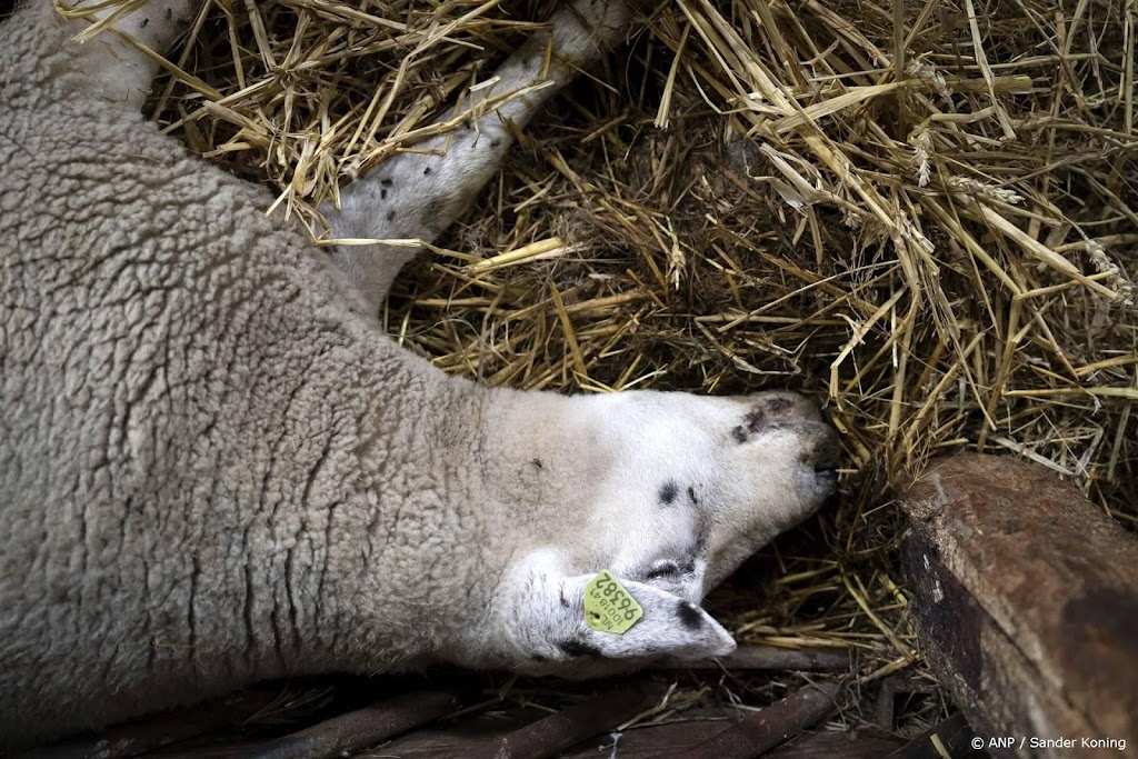 Aantal gevallen blauwtong stijgt nog, maar steeds langzamer