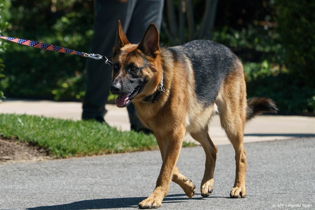 Bidens hond verwijderd uit Witte Huis om bijten personeel