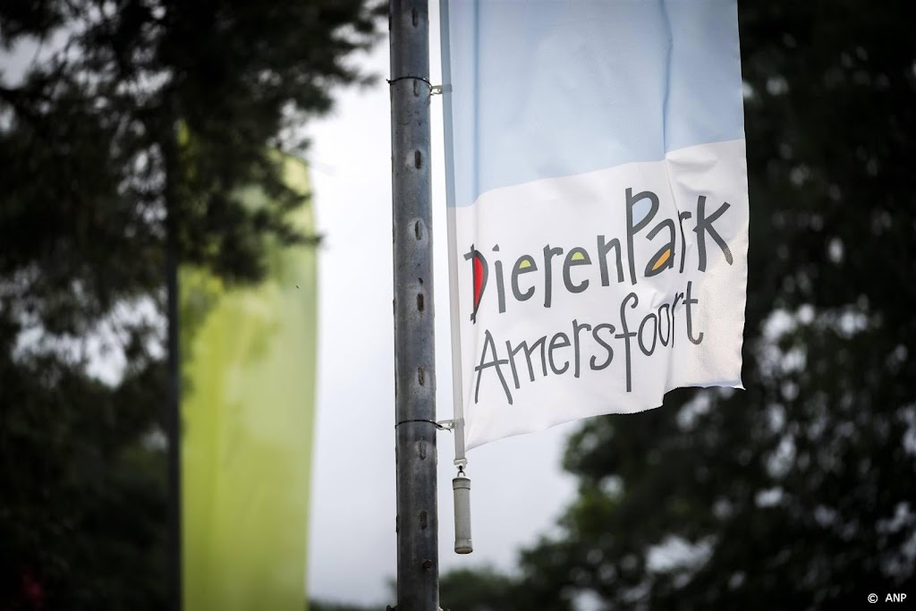 Krokodilstaarthagedis geboren in DierenPark Amersfoort