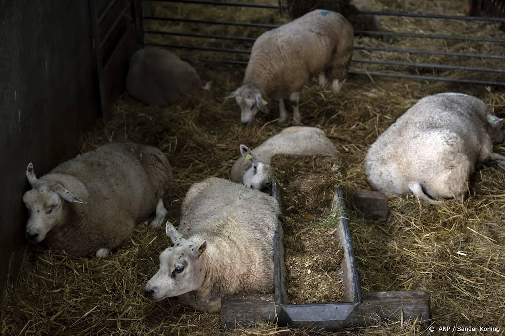 Blauwtong vastgesteld op 800 veebedrijven, 300 bedrijven verdacht