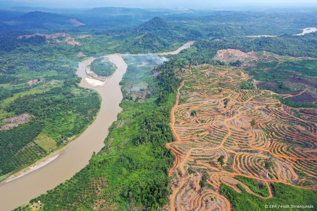 '10.000 hectare bos gekapt door palmolieleveranciers Neste'