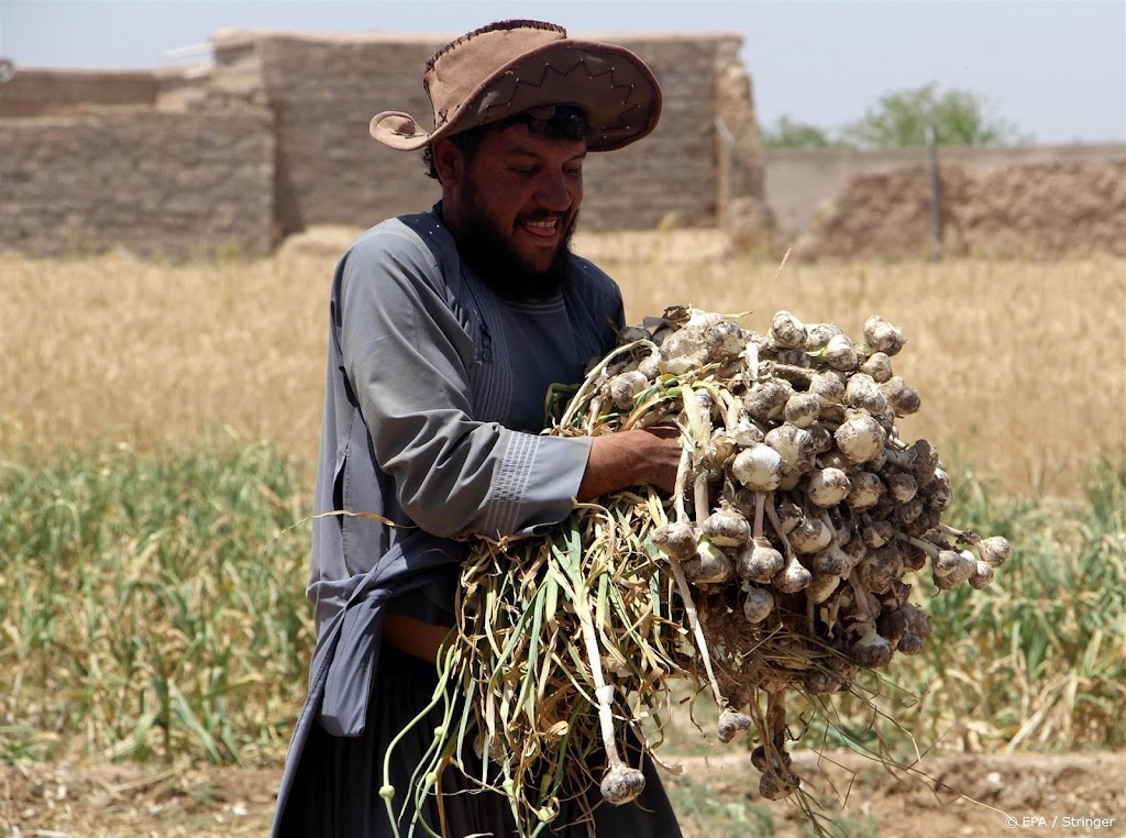 VN: opiumproductie Afghanistan met 95 procent verminderd 