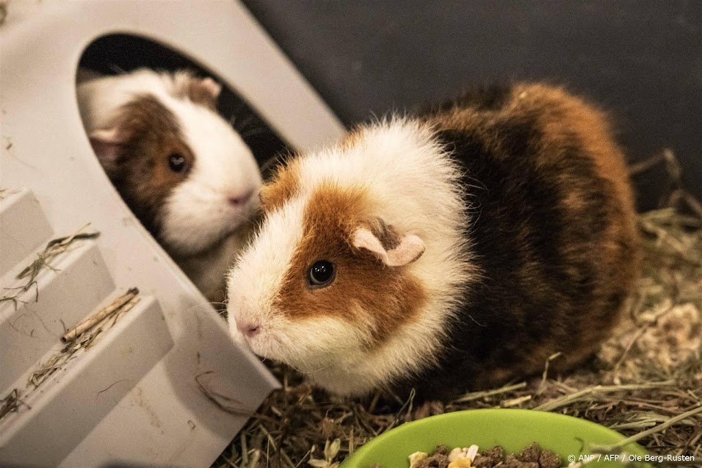 Noorse massamoordenaar Breivik krijgt twee cavia's in zijn cel