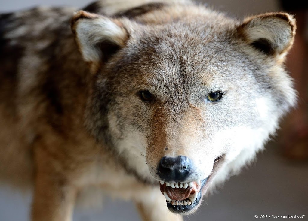 Wolf bijt schapen dood in Drenthe