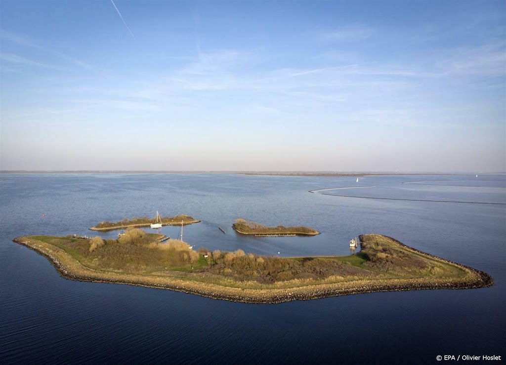 Teer pomponwier duikt op in Grevelingenmeer
