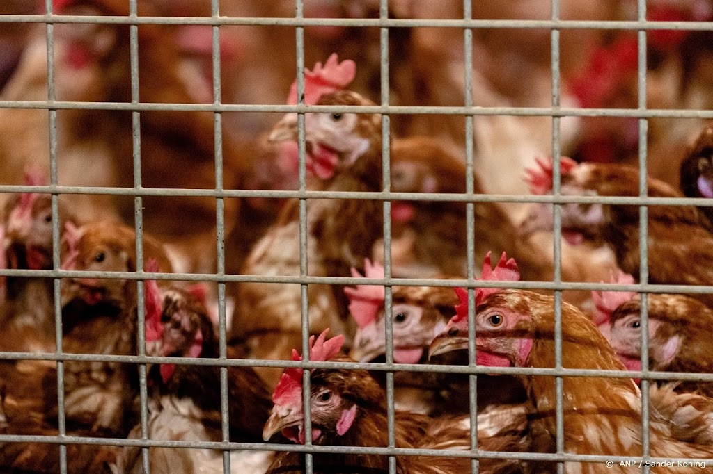 Vogelgriep in Utrechtse Hekendorp, 121.000 kippen geruimd